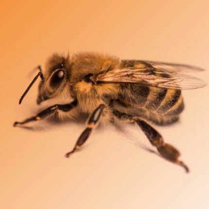 Товары для пчеловодов